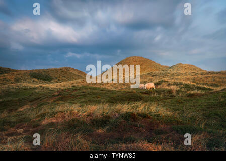 Campagna tedesca paesaggio con pecore al pascolo sulle dune con erba alta e verde muschio, al golden ora del mattino, sull isola di Sylt, Germania. Foto Stock