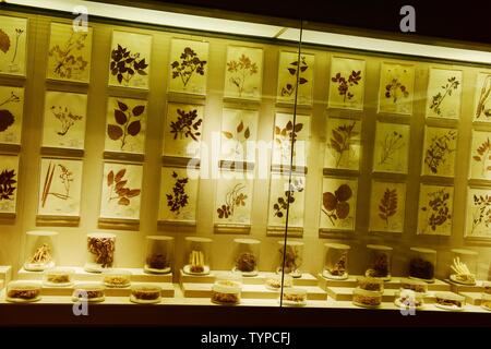 Exhibition Hall di cinese materiali medicinali Foto Stock