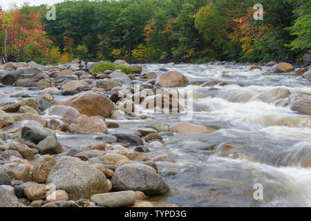 Il fogliame di autunno lungo il ramo orientale del fiume Pemigewasset a Lincoln, New Hampshire, dopo un paio di giorni di pioggia durante i mesi autunnali. Foto Stock