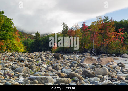 Il fogliame di autunno lungo il ramo orientale del fiume Pemigewasset a Lincoln, New Hampshire, dopo un paio di giorni di pioggia durante i mesi autunnali. Foto Stock