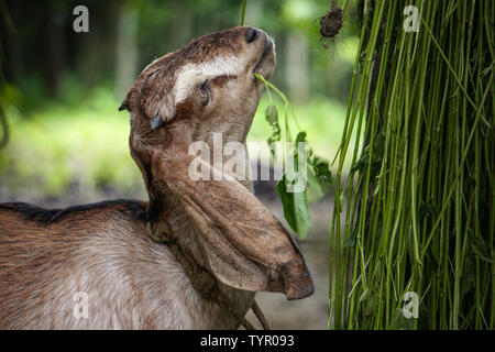Le capre di mangiare erba appeso sull'albero. Foto Stock