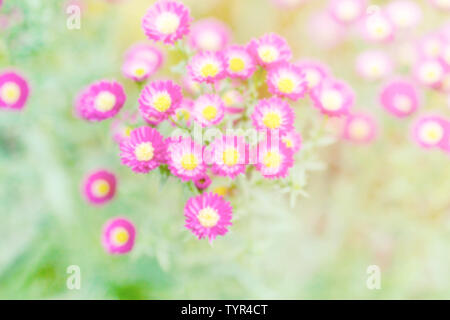Autunno starfish sullo sfondo rosa con foglie e centro di colore giallo. Si tratta di macro foto in vecchio stile. Foto Stock
