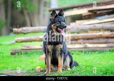 Ritratto di una seduta di cane. La razza è Pastore della Boemia. Egli ha una imboccatura aperta e una linguetta di colore rosa. Foto Stock