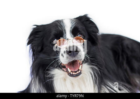 Cane in bicchieri appare come insegnante o professore. Egli è sicuramente smart. Foto Stock