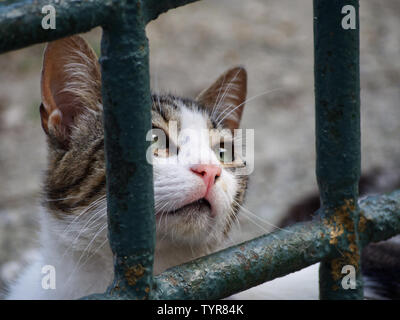 Gatto in testa guardando attraverso barre di ferro Foto Stock