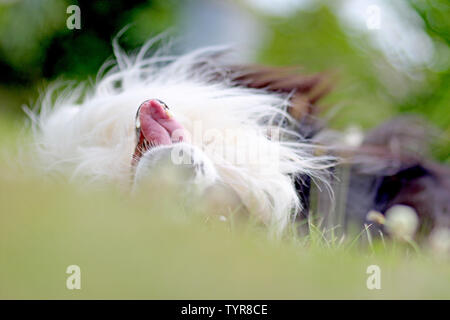 Il cane è sdraiato in erba nel parco. La razza è Border Collie. Lo sfondo è verde. Egli ha aperto la bocca e si può vedere la sua lingua. Lui è sdraiato sulla schiena. Foto Stock