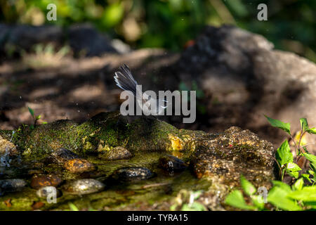 Una ventola di difterite-tailed flycatcher rovistando nel bosco. Foto Stock