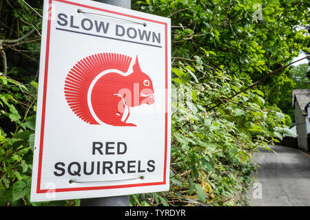 Rallentare per gli scoiattoli rossi cartello stradale vicino a Grasmere,village,il Parco nazionale del Lake District,Laghi,Lake District,Cumbria,Nord,l'Inghilterra,inglese,GB,Regno Unito Foto Stock