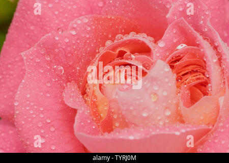 Macro di rosa rosa con il nome: Eden rose, con gocce d'acqua Foto Stock