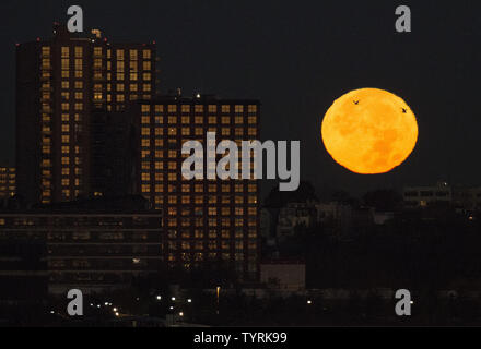 Due uccelli volano da un supermoon che imposta dietro un edificio in costruzione in New Jersey oltre il Fiume Hudson appena prima del sorgere del sole a New York City il 14 novembre 2016. La più spettacolare di supermoon dal 1948 illumina il cielo il martedì mattina e sera, apparendo 14 per cento più grandi e 30 percento più luminoso rispetto al solito. Novembre l'supermoon, un termine utilizzato per descrivere una luna piena è al suo perigeo o il più vicino punto di massa durante l'orbita lunare, sarà il più grande e più brillanti supermoon a salire in quasi 69 anni. Una luna piena non venite in questo vicino alla terra ancora fino a nov. 25, 2034. Foto Stock