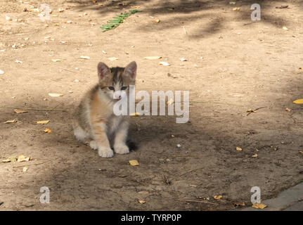 Piccolo gatto randagio cucciolo nella sabbia di un parco Foto Stock