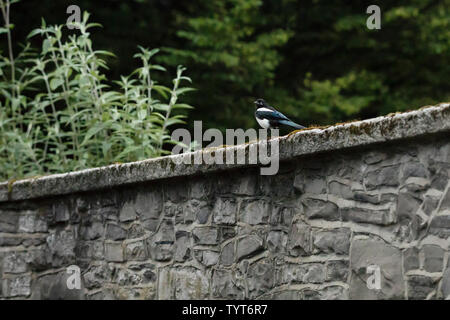 Un bianco e nero Eurasian gazza (Pica pica) appollaiato su un muro di pietra a King's Inns Park di Dublino, Irlanda. Foto Stock