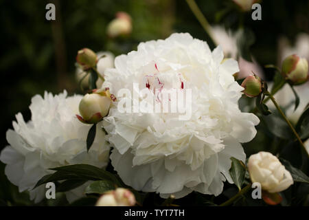 Peonia cinese o giardino comune peonia (Paeonia lactiflora), nella varietà Festiva Maxima. Foto Stock