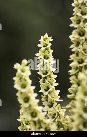 L'elleboro bianco (Veratrum album), noto anche come falso helleborine, un velenoso pianta flowering nativa per Europa e Asia occidentale. Foto Stock