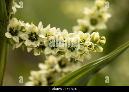 L'elleboro bianco (Veratrum album), noto anche come falso helleborine, un velenoso pianta flowering nativa per Europa e Asia occidentale. Foto Stock