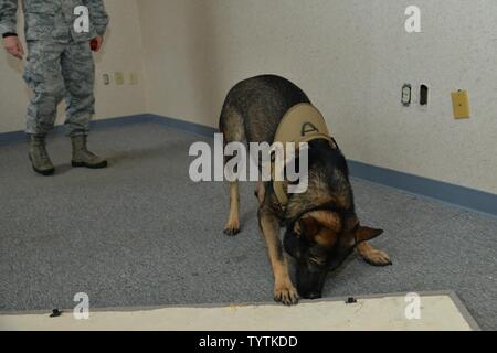 Rony, un 633rd forze di sicurezza militari squadrone cane da lavoro, ricerche per formazione esplosiva aids durante il rilevamento della formazione a base comune Langley-Eustis, Virginia, nov. 29, 2016. In aggiunta alla loro capacità di rilevamento MWDs sono anche addestrati a individuare e attaccare i sospetti. Foto Stock