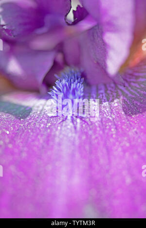 Extreme macro closeup del colore bluastro stame su un viola scuro iris bloom nel mio giardino Foto Stock