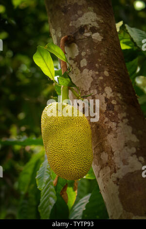 Jackfruit - Artocarpus heterophyllus noto anche come jack albero, una specie di albero in fig, Gelso, e l'albero del pane (Famiglia Moraceae). Foto Stock