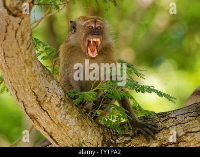 Lunga coda Macaque - Macaca fascicularis noto anche come Macachi mangiatori di granchi, un primate cercopithecine nativa per il sud-est asiatico, è denominato Foto Stock