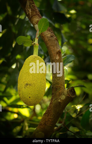 Jackfruit - Artocarpus heterophyllus noto anche come jack albero, una specie di albero in fig, Gelso, e l'albero del pane (Famiglia Moraceae). Foto Stock