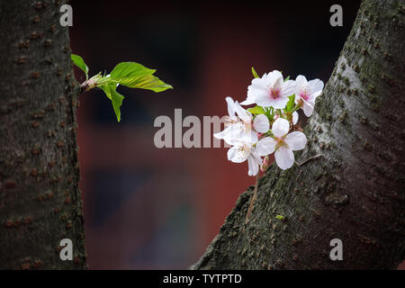 Fiori Ciliegio al tempio Hanshan a Suzhou Foto Stock
