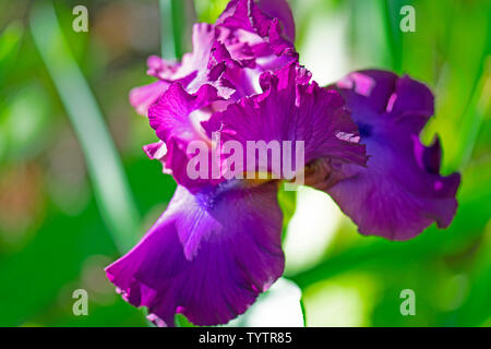 Viola scuro iris barbuto dal mio giardino in Carolina del Nord Foto Stock