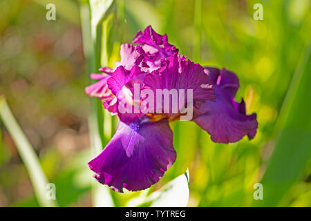 Viola scuro iris barbuto dal mio giardino in Carolina del Nord Foto Stock