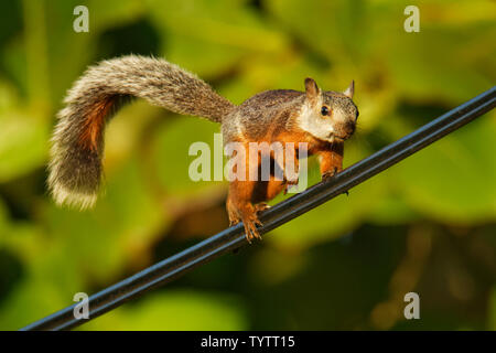Variegata di scoiattolo - Sciurus variegatoides è tree squirrel in genere Sciurus (quindici sottospecie) trovato in Costa Rica, El Salvador, Guatemala, Ho Foto Stock