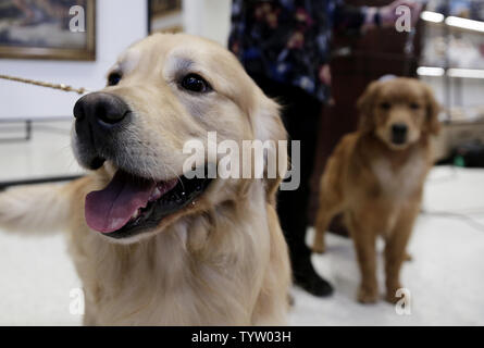 Una coppia di Golden Retriever di nome Tucker e Aleister stand sul pavimento del museo del cane quando la American Kennel Club rivela il suo elenco annuale del paese delle migliori razze di cani di 2018 il 20 marzo 2019 a New York City. Il Labrador Retriever è stato Americas Top Dog di 2018. Foto di Giovanni Angelillo/UPI Foto Stock