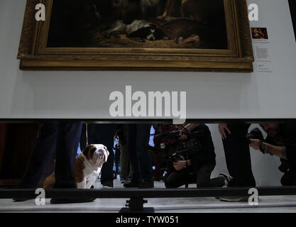 Dailey la Bulldog è fotografata sul pavimento del museo del cane quando la American Kennel Club rivela il suo elenco annuale del paese delle migliori razze di cani di 2018 il 20 marzo 2019 a New York City. Il Labrador Retriever è stato Americas Top Dog di 2018. Foto di Giovanni Angelillo/UPI Foto Stock