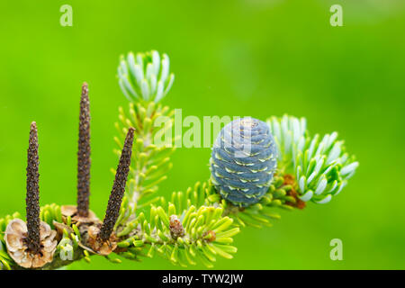 Vista ingrandita del coreano abete coni sui rami verdi Foto Stock