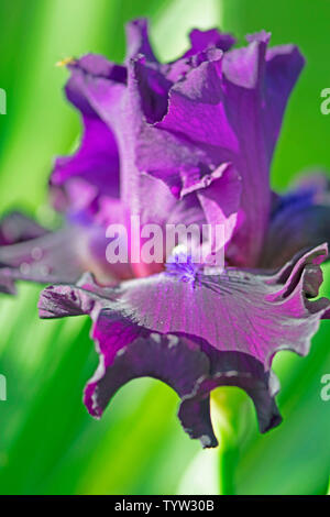 Viola scuro iris barbuto dal mio giardino in Carolina del Nord Foto Stock