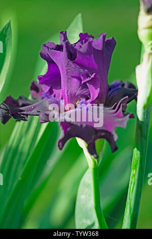 Viola scuro iris barbuto dal mio giardino in Carolina del Nord Foto Stock