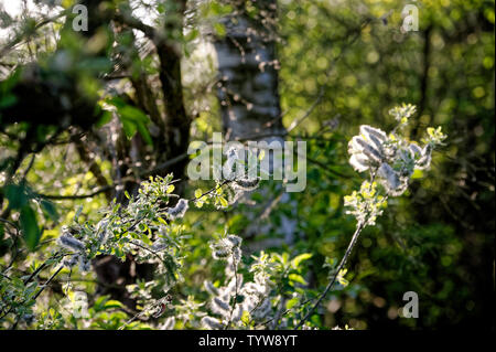 Blossom nel tramonto,Winzlar,Steinhuder Meer,Germania. Foto Stock