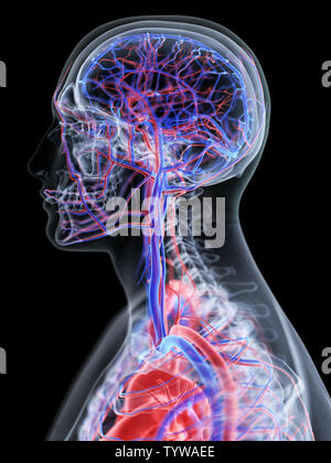 3D Rendering accurato dal punto di vista medico illustrazione del sistema vascolare della testa Foto Stock