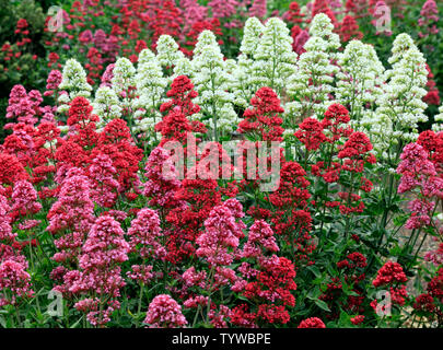 Centranthus ruber, rosso, rosa, varietà bianche Foto Stock