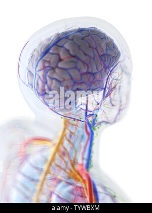 3D Rendering accurato dal punto di vista medico illustrazione dell'anatomia del cervello umano Foto Stock