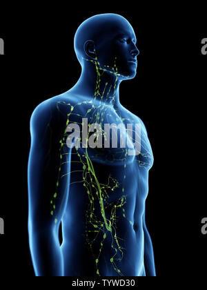 3D Rendering accurato dal punto di vista medico illustrazione del Foto Stock