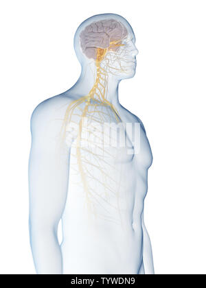 3D Rendering accurato dal punto di vista medico illustrazione del Foto Stock