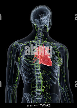 3D Rendering accurato dal punto di vista medico illustrazione del Foto Stock