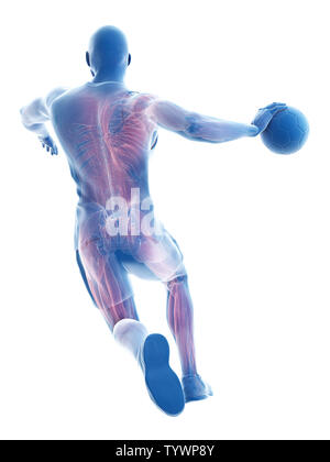 3D Rendering accurato dal punto di vista medico illustrazione dei muscoli di un giocatore di pallamano Foto Stock