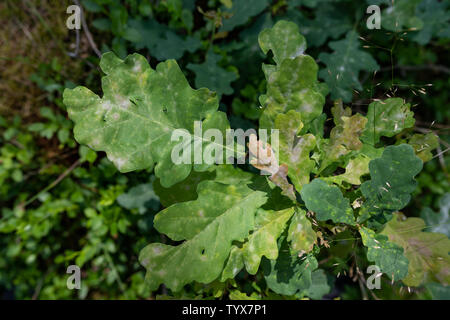 Macchie bianche su foglie di quercia. Una malattia che si manifesta da macchie sulle foglie verdi. Stagione di estate. Foto Stock