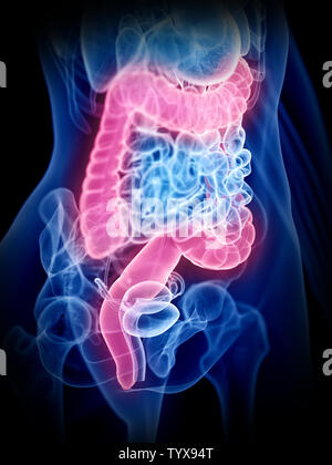 3D Rendering accurato dal punto di vista medico illustrazione di un womans intestino crasso Foto Stock