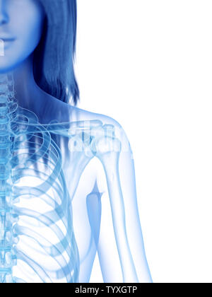 3D Rendering accurato dal punto di vista medico illustrazione della spalla scheletrico Foto Stock
