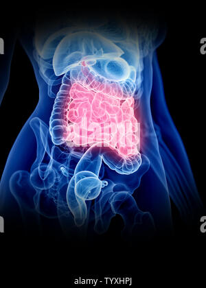 3D Rendering accurato dal punto di vista medico illustrazione di un womans intestino tenue Foto Stock