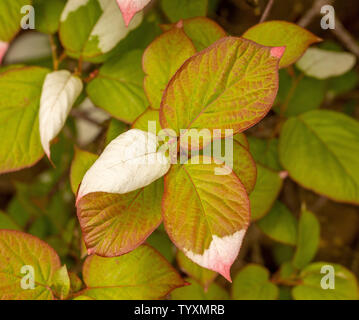 Close-up del bianco, verde e foglie rosse di Actinidia Kolmkta. Foto Stock