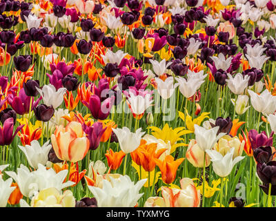 Un abbondanza di tulipani multicolori che cresce in un aiuola. Foto Stock