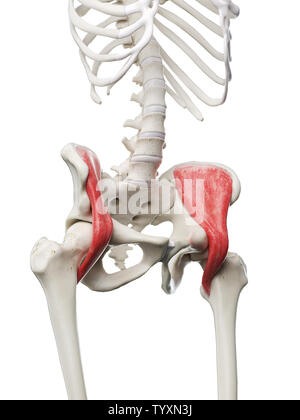 3D Rendering accurato dal punto di vista medico illustrazione di un womans la muscolatura iliaca Foto Stock
