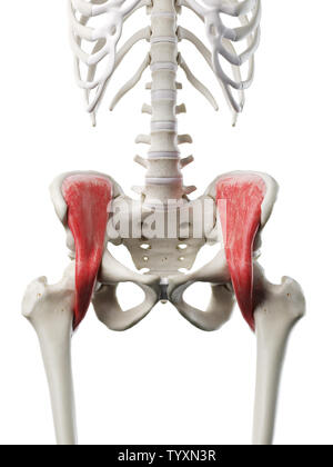 3D Rendering accurato dal punto di vista medico illustrazione di un womans la muscolatura iliaca Foto Stock