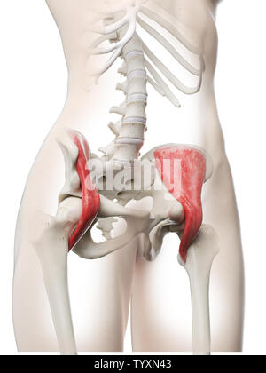 3D Rendering accurato dal punto di vista medico illustrazione di un womans la muscolatura iliaca Foto Stock